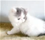 Perzische kittens - 3 - Thumbnail