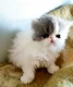 Perzische kittens - 4 - Thumbnail