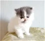 Perzische kittens - 5 - Thumbnail
