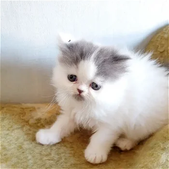 Perzische kittens - 6