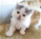 Perzische kittens - 7 - Thumbnail
