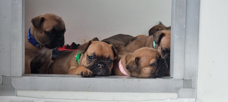 Franse bulldog puppy's met stamboom - 0