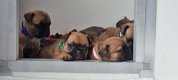Franse bulldog puppy's met stamboom - 0 - Thumbnail