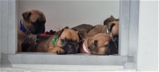 Franse bulldog puppy's met stamboom 