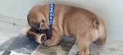 Franse bulldog puppy's met stamboom - 2 - Thumbnail