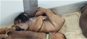 Franse bulldog puppy's met stamboom - 3 - Thumbnail