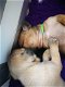 Franse bulldog puppy's met stamboom - 4 - Thumbnail