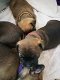 Franse bulldog puppy's met stamboom - 5 - Thumbnail