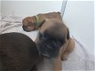 Franse bulldog puppy's met stamboom - 6 - Thumbnail