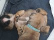 Franse bulldog puppy's met stamboom - 7 - Thumbnail