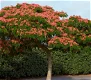 Perzische Slaapboom (albizia julibrissin) Gekweekte - 0 - Thumbnail