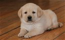 Mooie labrador puppy's met papieren - 1 - Thumbnail