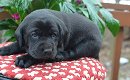 Mooie labrador puppy's met papieren - 2 - Thumbnail
