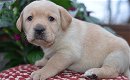 Mooie labrador puppy's met papieren - 3 - Thumbnail