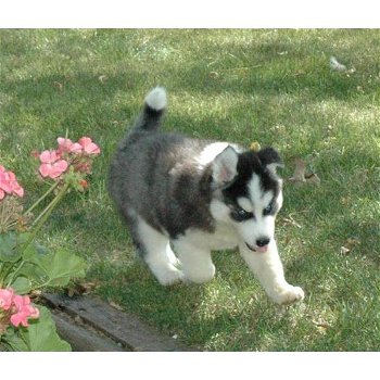 Siberische Husky puppy's met papieren ter adoptie - 0