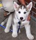 Siberische Husky puppy's met papieren ter adoptie - 1 - Thumbnail