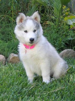 Siberische Husky puppy's met papieren ter adoptie - 2