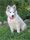 Siberische Husky puppy's met papieren ter adoptie - 2 - Thumbnail