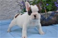 Franse Bulldog pups met papieren - 0 - Thumbnail