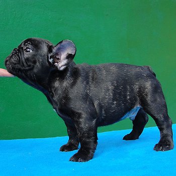 Franse Bulldog pups met papieren - 1
