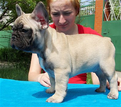 Franse Bulldog pups met papieren - 3