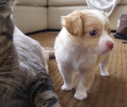 Super kleine mini chihuahua puppies (lang haar en korthaar) met papieren - 2