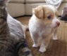 Super kleine mini chihuahua puppies (lang haar en korthaar) met papieren - 2 - Thumbnail