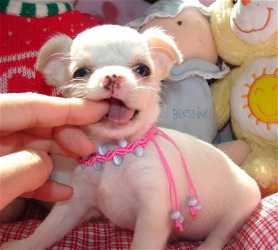 Super kleine mini chihuahua puppies (lang haar en korthaar) met papieren - 3