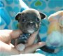 Super kleine mini chihuahua puppies (lang haar en korthaar) met papieren - 4 - Thumbnail
