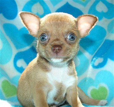 Super kleine mini chihuahua puppies (lang haar en korthaar) met papieren - 5