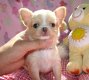 Super kleine mini chihuahua puppies (lang haar en korthaar) met papieren - 6 - Thumbnail