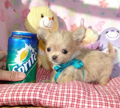 Super kleine mini chihuahua puppies (lang haar en korthaar) met papieren - 7