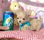 Super kleine mini chihuahua puppies (lang haar en korthaar) met papieren - 7 - Thumbnail
