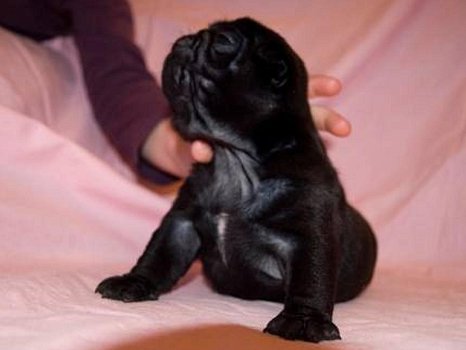 MINI PUGS PUPPIES VOOR 100 EURO - 3