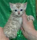 Rasechte Bengalen kitten met papieren voor adoptie - 0 - Thumbnail