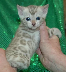 Rasechte Bengalen kitten met papieren voor adoptie