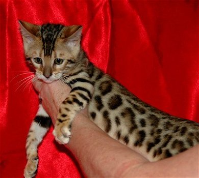 Rasechte Bengalen kitten met papieren voor adoptie - 1