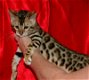 Rasechte Bengalen kitten met papieren voor adoptie - 1 - Thumbnail