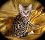 Rasechte Bengalen kitten met papieren voor adoptie - 2 - Thumbnail