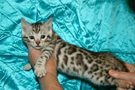 Rasechte Bengalen kitten met papieren voor adoptie - 4