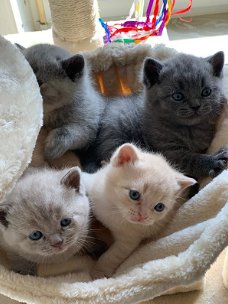 Rasecht Onze rasechte Brits Korthaar kittens 