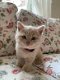 Rasecht Onze rasechte Brits Korthaar kittens - 1 - Thumbnail
