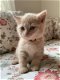 Rasecht Onze rasechte Brits Korthaar kittens - 2 - Thumbnail