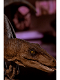 Iron Studios Jurassic Park crouching Velociraptor - 0 - Thumbnail