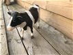 beeld , koe , kado - 4 - Thumbnail