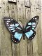 muurdecoratie vlinder , vlinder - 2 - Thumbnail