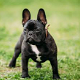 Prachtige Franse Bulldog pups zoeken een nieuwe thuis! - 4 - Thumbnail