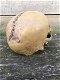 schedel , doodskop - 3 - Thumbnail