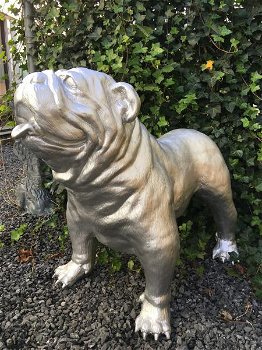 hond , Bulldog - 2