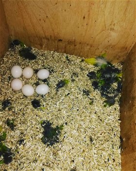 Bevruchte papegaaien eieren te koop - 0